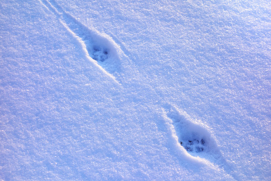雪地里的動物腳印
