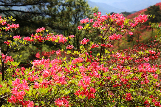 龜山杜鵑花海