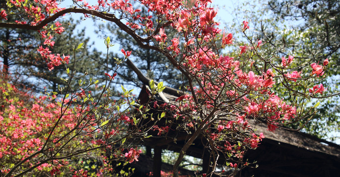 龜山杜鵑花
