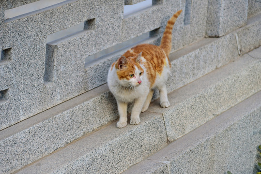 家貓
