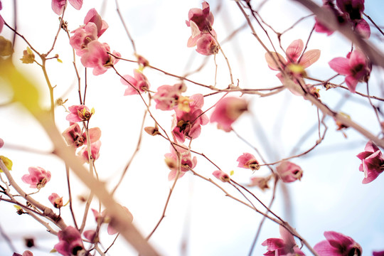 粉色玉蘭花
