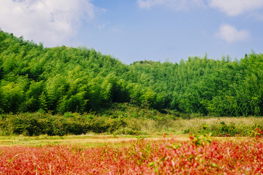 田園秋色