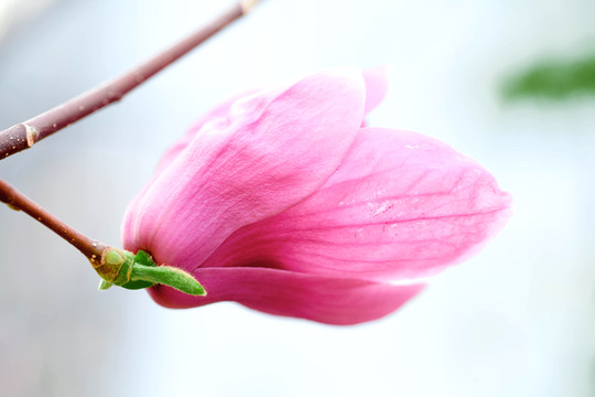 玉蘭花特寫