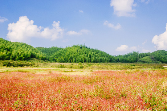田園秋色