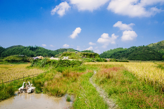 山水田園