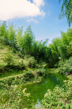 竹林風(fēng)光