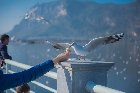 滇池 海鷗