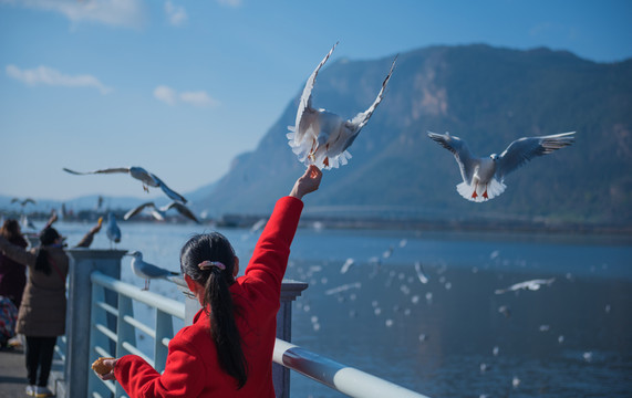 滇池 海鷗