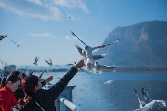 滇池 海鷗