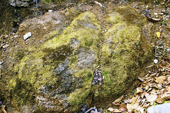 山坡吸水石 青苔石面
