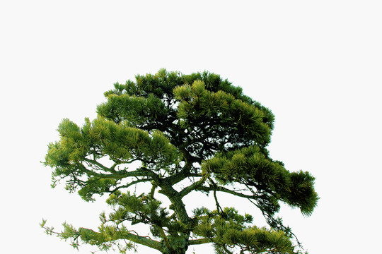 松樹 松枝