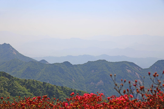 龜山杜鵑花海