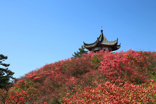 龜山杜鵑花海亭子