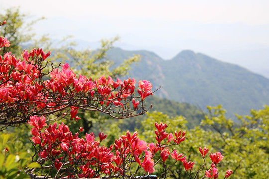 麻城龜山杜鵑花