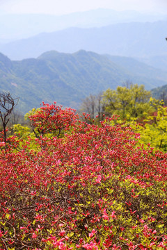 龜山杜鵑花海