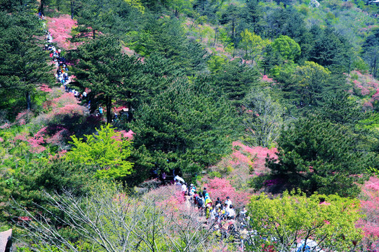 龜山杜鵑花海