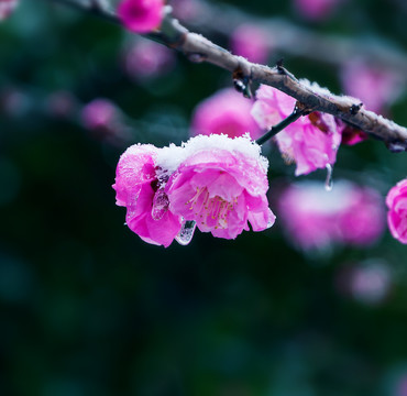 雪中梅花