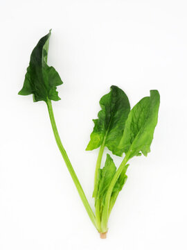 菠菜