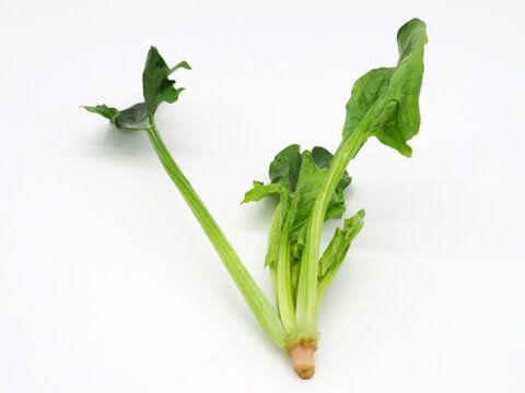 菠菜