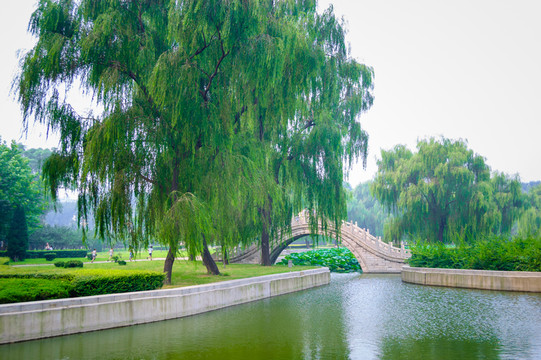 公園大樹