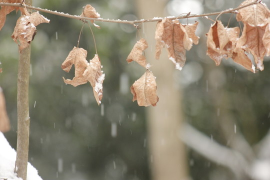 南方的雪