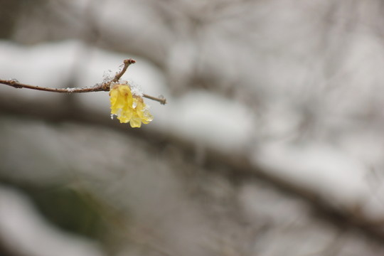 南方的雪