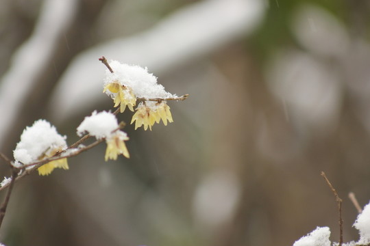 南方的雪