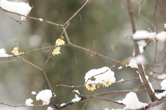 南方的雪