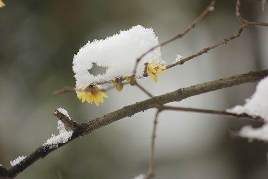 南方的雪