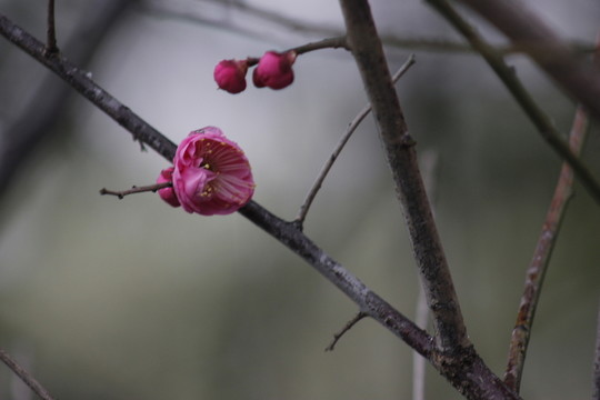 江南雪