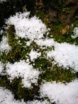 江南的雪