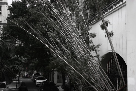 黑白竹子
