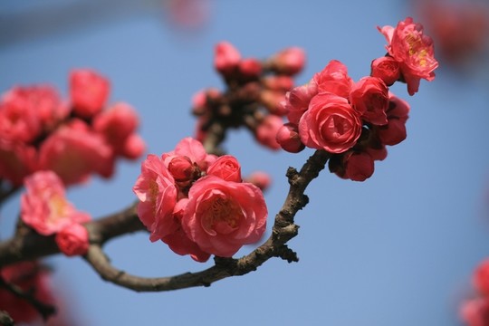紅梅