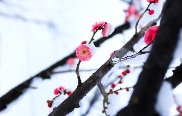 雪中梅花