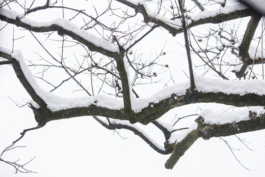 白雪樹枝