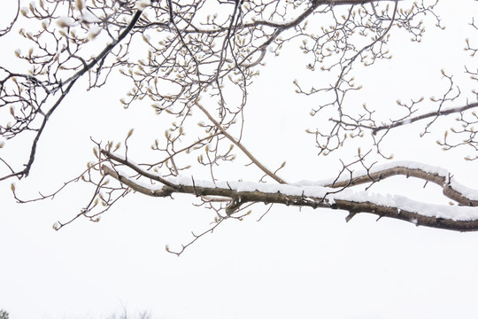 白雪樹枝