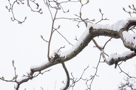 白雪樹枝