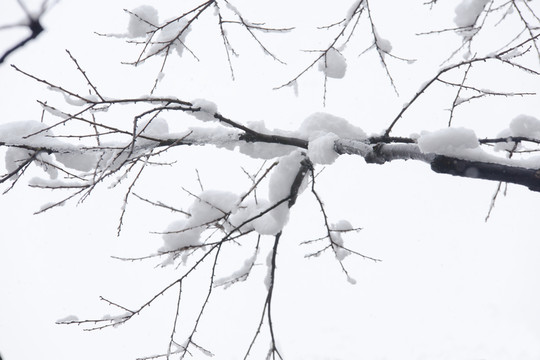 白雪樹枝