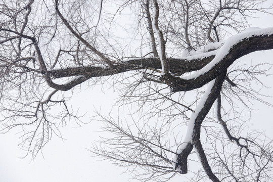 白雪樹枝