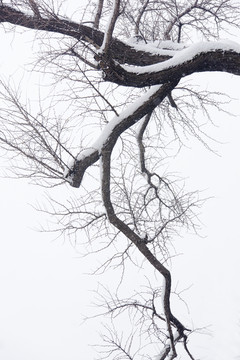 白雪樹枝