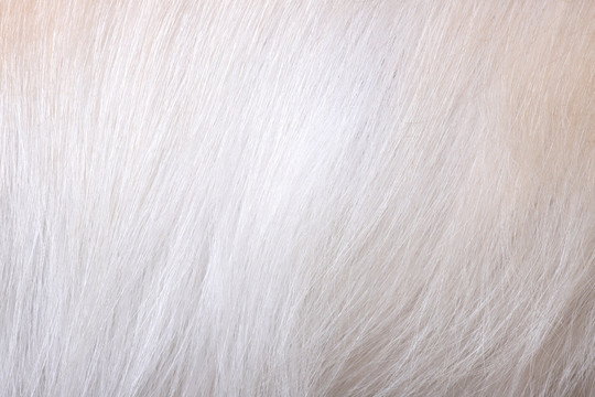 金毛動物毛發(fā)皮毛高清大圖