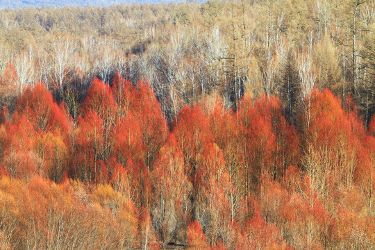 紅柳景觀