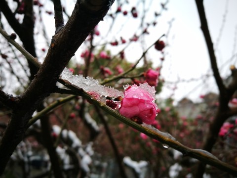 江南的雪