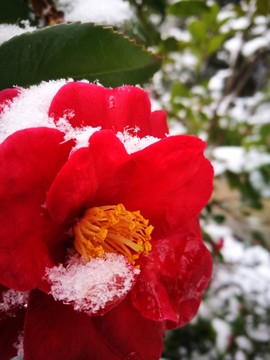 江南的雪