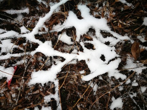 江南的雪