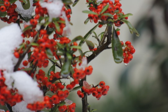 江南的雪