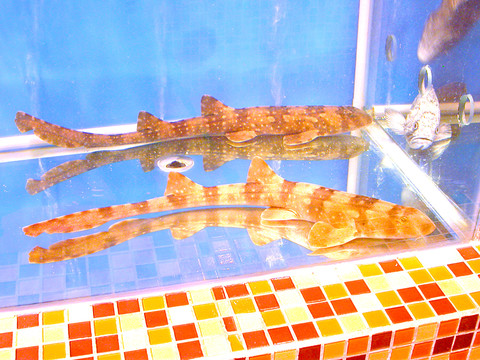 鯊魚