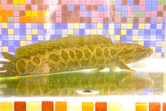 生魚 烏魚