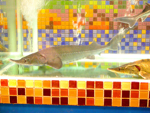 鱘魚