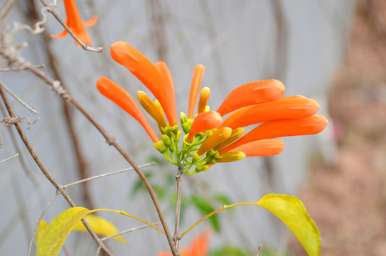 炮仗花